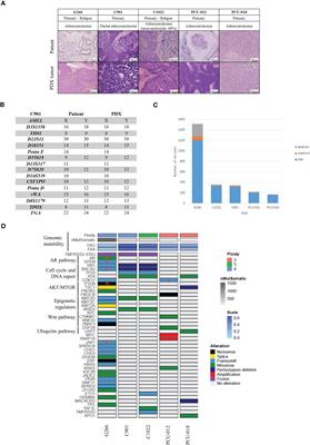 A new tumorgraft panel to accelerate precision medicine in prostate cancer